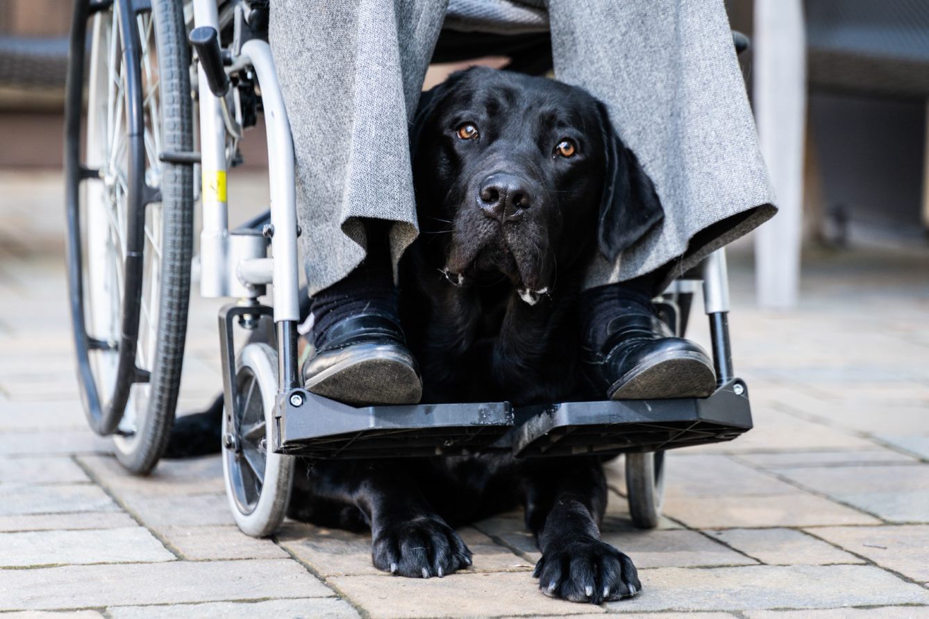 Service dog under wheelchair looking at camera