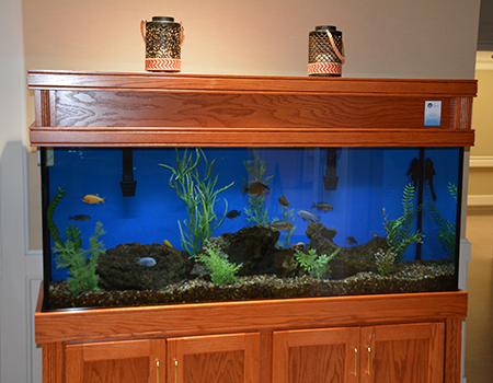 Fish Tank