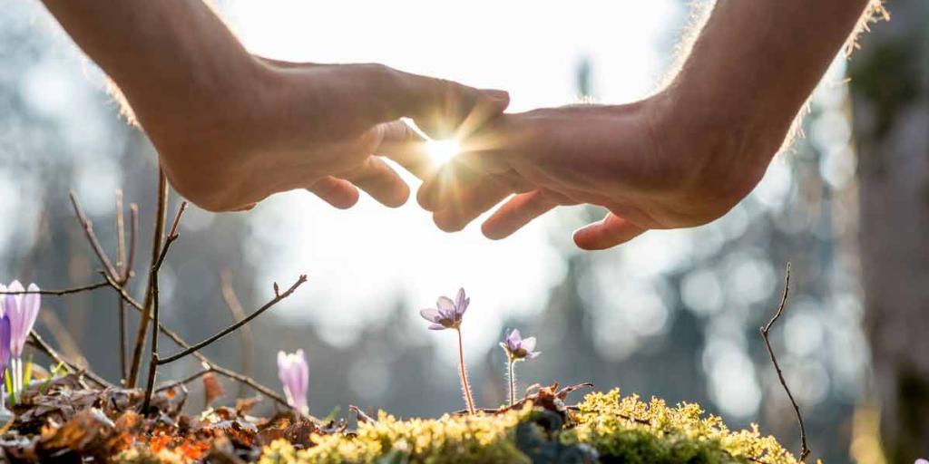 two hands over flowers