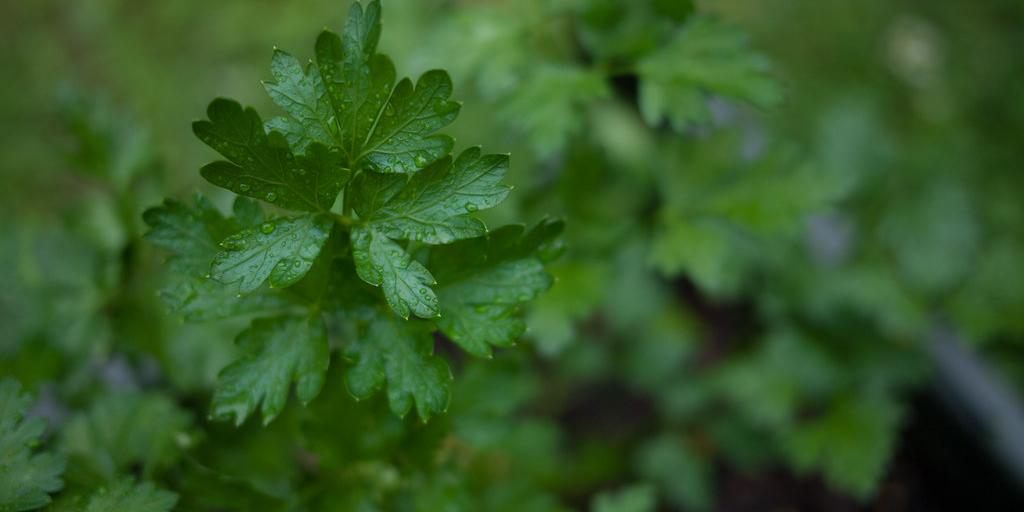 Parsley