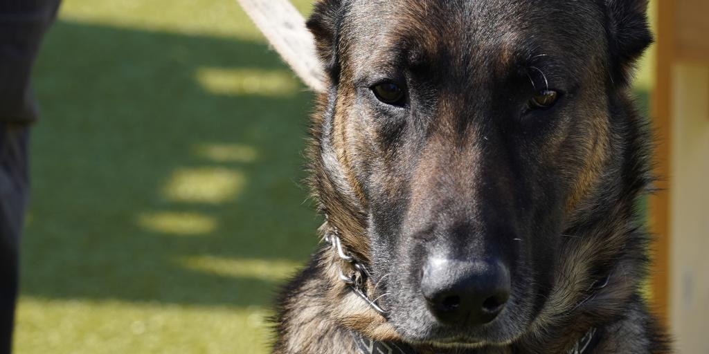 dog training 