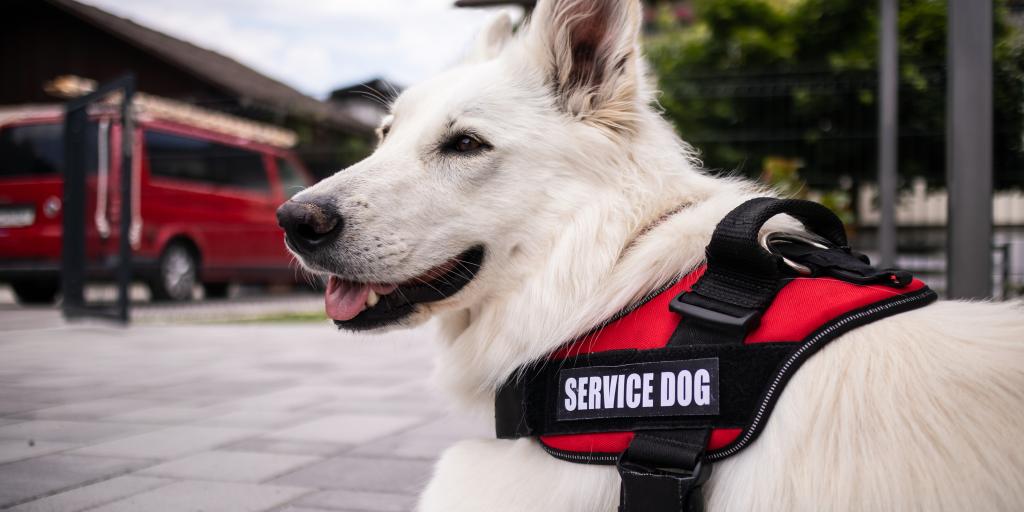 Service dog in a relaxed pose.