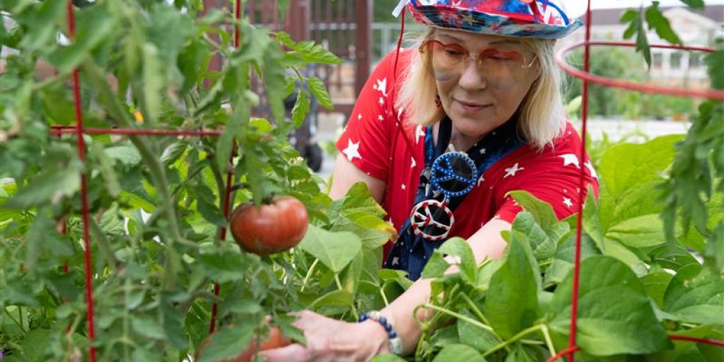Women Veteran in the garden picking tomatoes