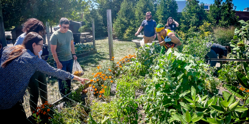 Group of people tending to a lush garden bed filled with green plants and orange flowers on a sunny day.