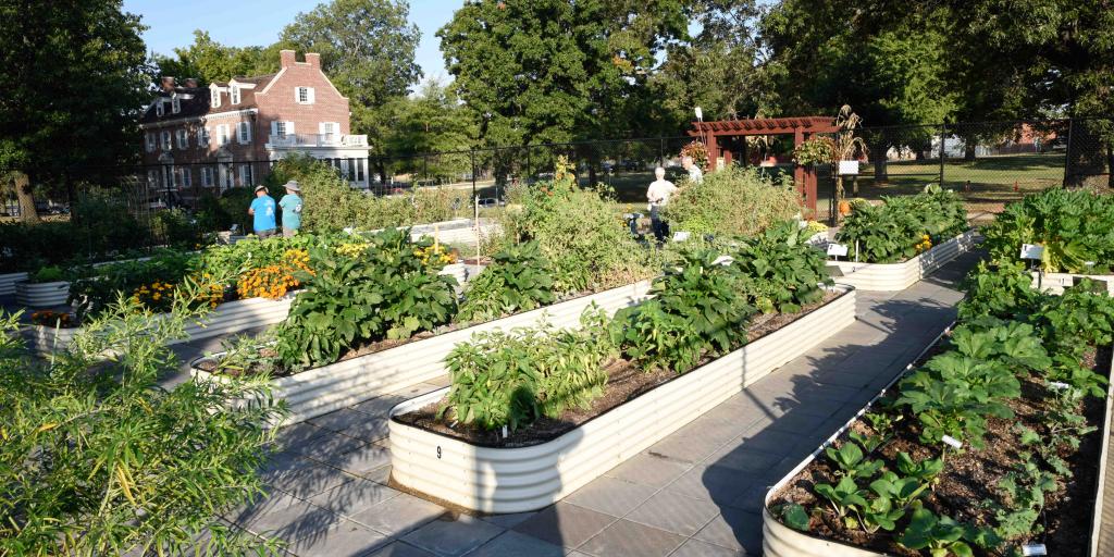 Community garden with various raised beds, lush plants, and people strolling.