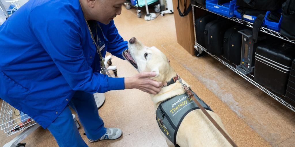 A healthcare worker in blue scrubs pets a service dog.