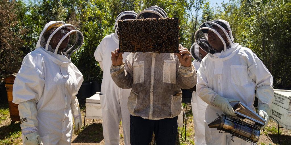 Finding Calm in the Hive: How Beekeeping is Helping Veterans Reconnect