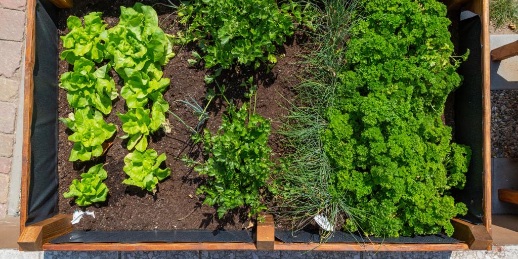 Raised garden bed with lettuce and parsley plants.