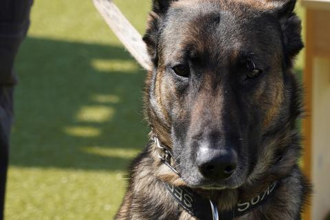 Veteran Provides Emotional Support K9s For Fellow Vets. | VA Charleston ...