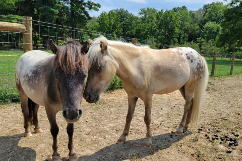 Using the EGALA model, participants interact with horses alongside an equine specialist and therapist. EAP is an un-mounted program.