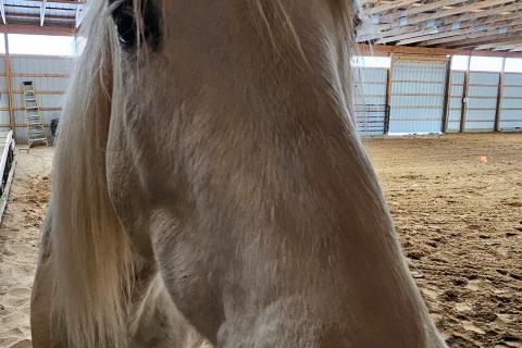 Close-up of a horse's face in a sandy barn.