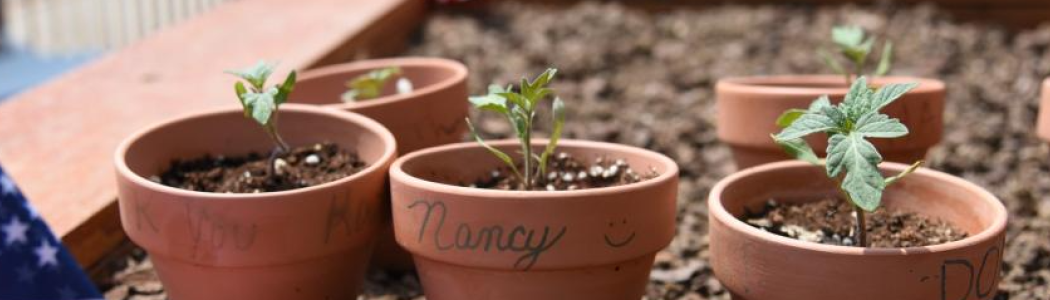 Small pots with seedlings.