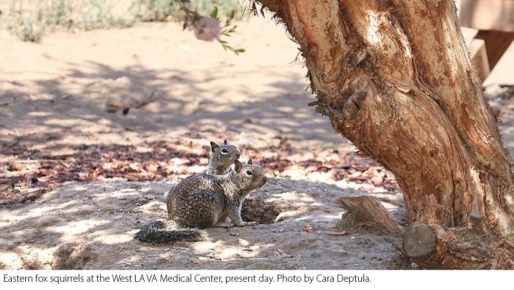 Eastern fox squirrels at the West LA VA Medical Center, present day
