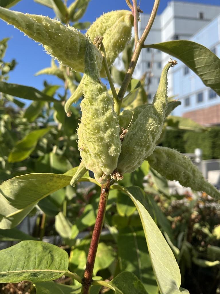Common Milkweed plant in pollinator garden