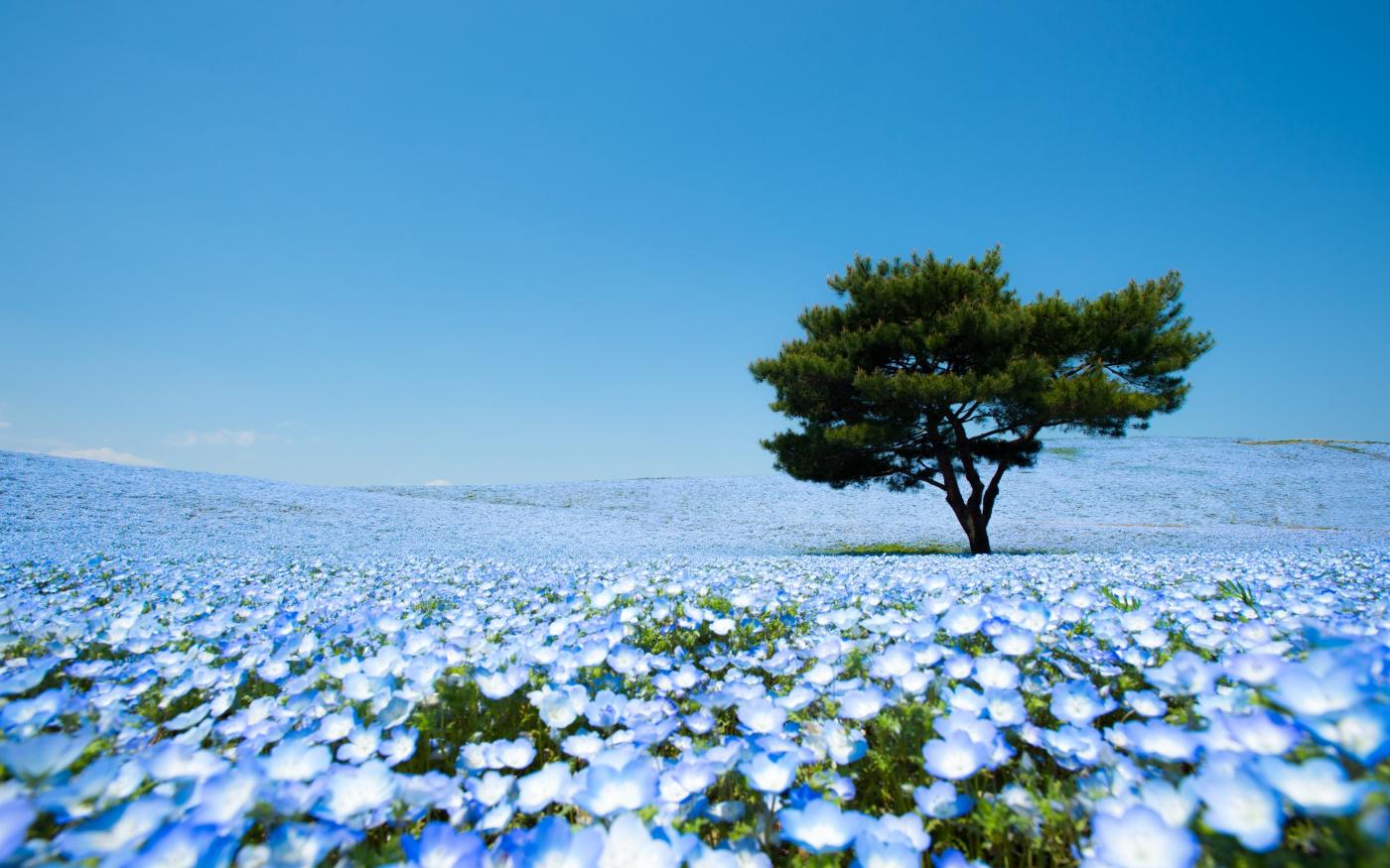 field of flowers and blue sky