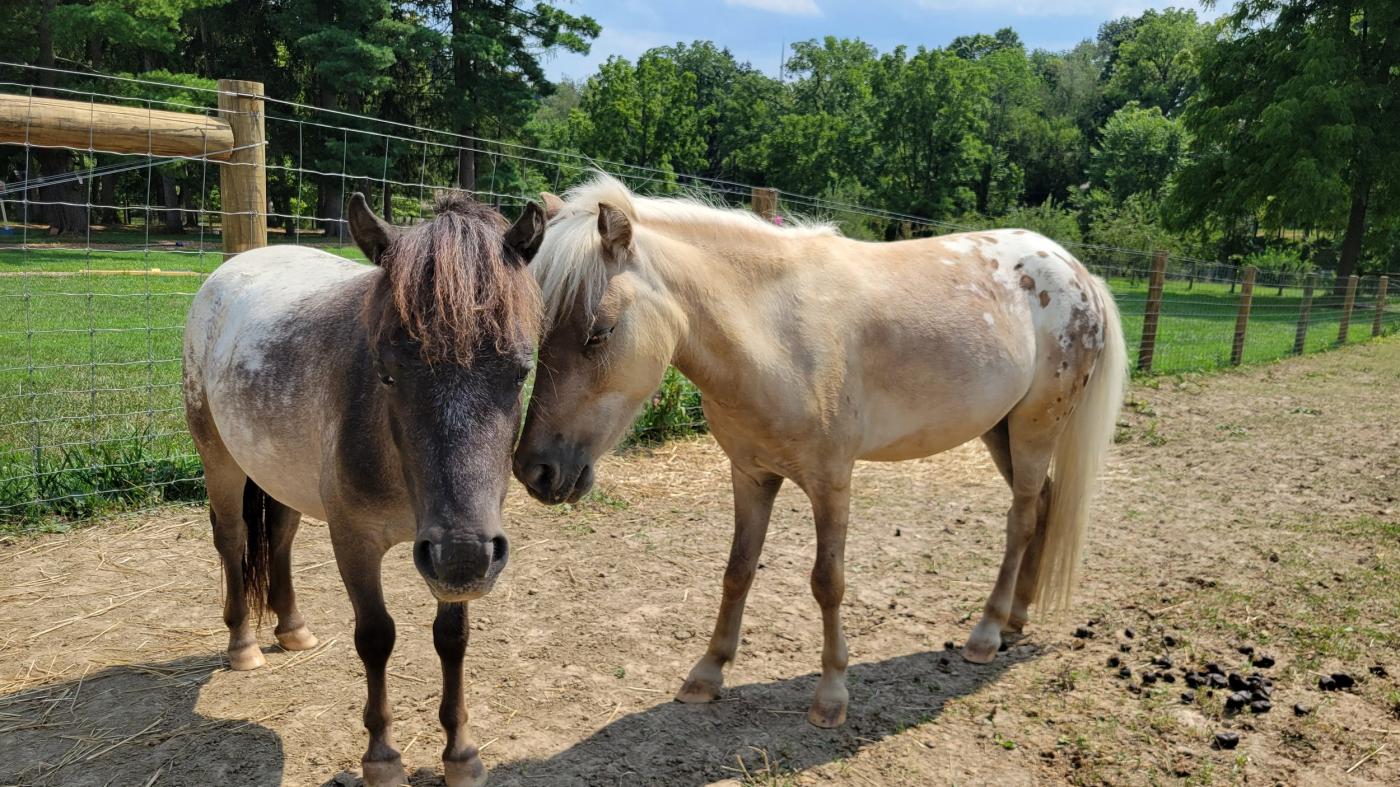 Using the EGALA model, participants interact with horses alongside an equine specialist and therapist. EAP is an un-mounted program.