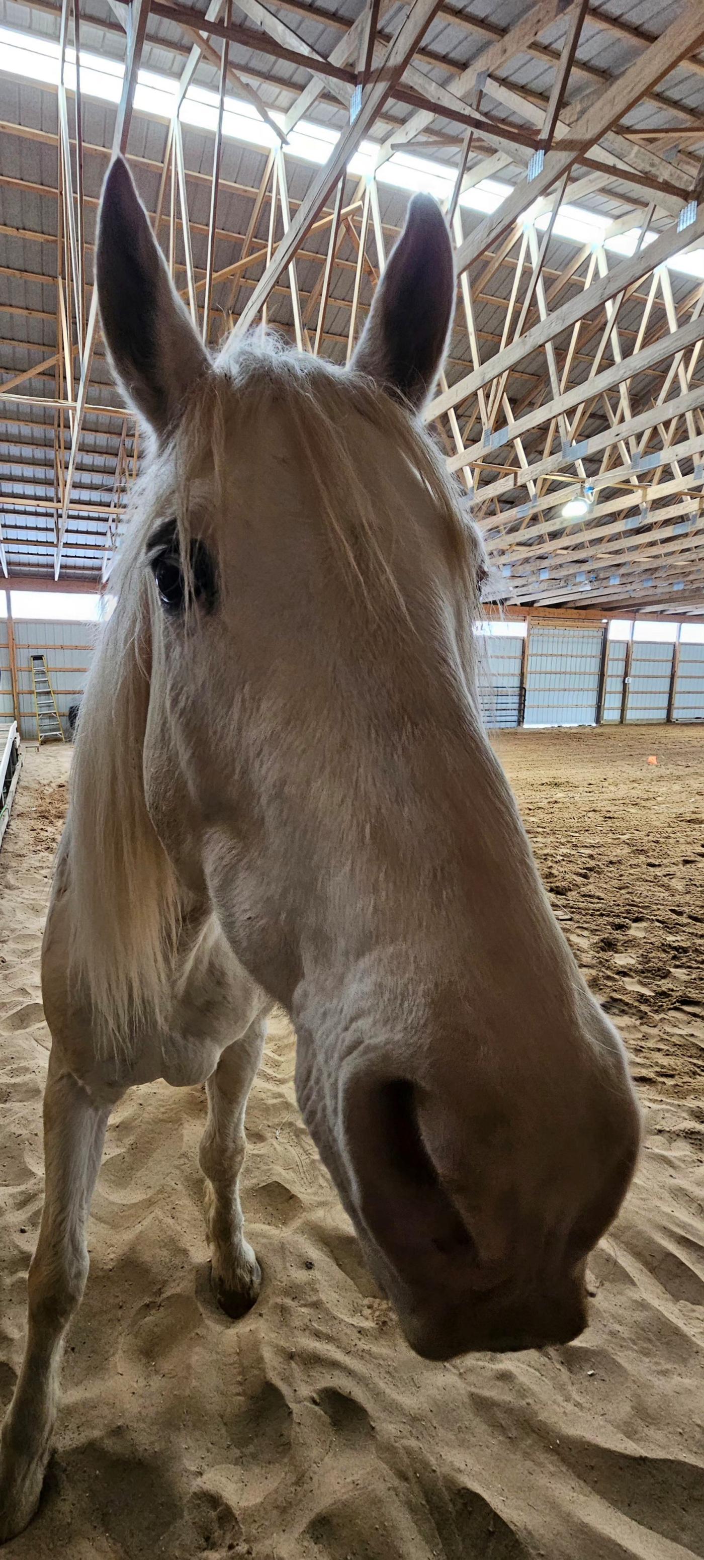 Close-up of a horse's face in a sandy barn.