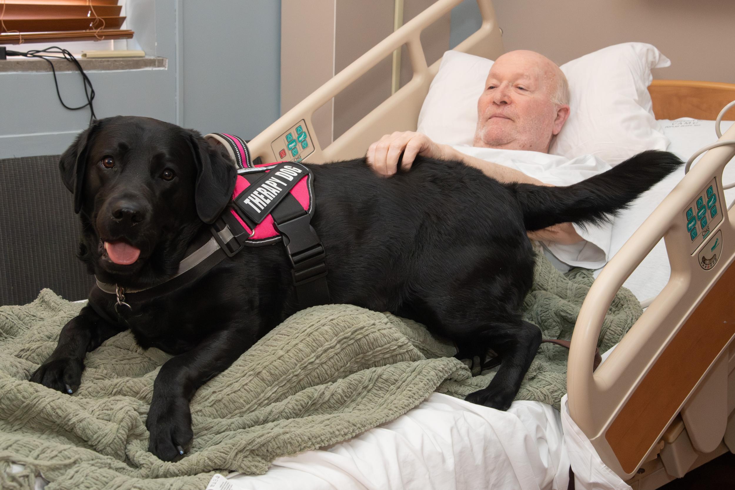 Puppy Power; Therapy Dog Visits Make VA Hospital 'feel More Like Home' | VA  Poplar Bluff Health Care | Veterans Affairs